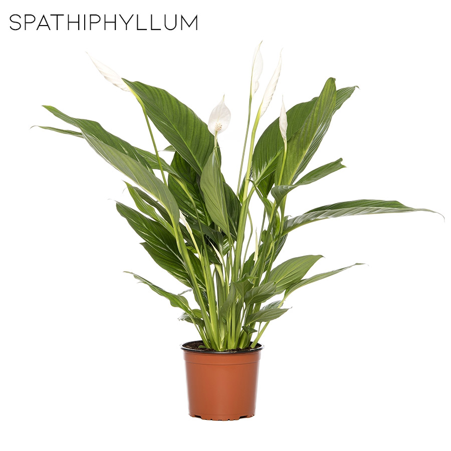 Spathiphyllum, filtro natural
