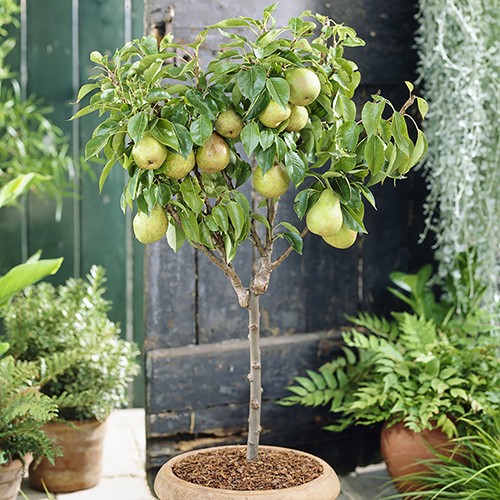 Hambre tira privado Pequeños arboles frutales que puedes plantar en macetas