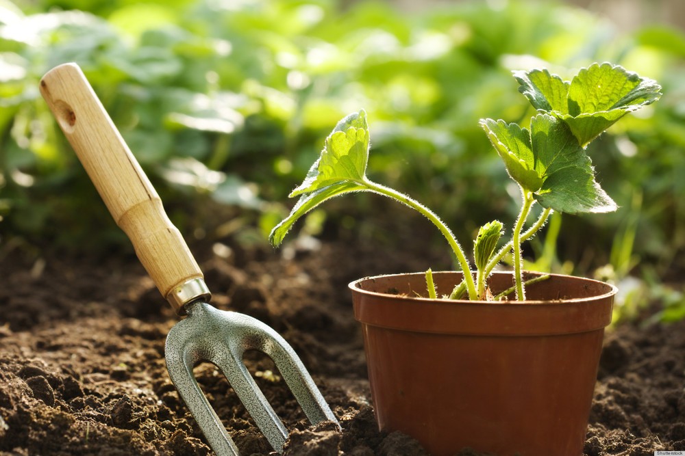 Consejos para principiantes de la jardinería en casa